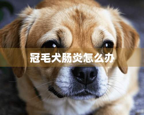 冠毛犬肠炎怎么办