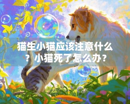 猫生小猫应该注意什么？小猫死了怎么办？