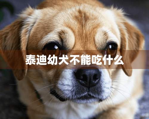 泰迪幼犬不能吃什么