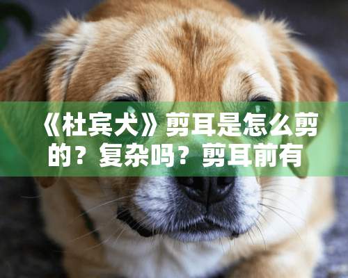 《杜宾犬》剪耳是怎么剪的？复杂吗？剪耳前有什么准备的？有几个注意事项？剪耳要注意哪几点？