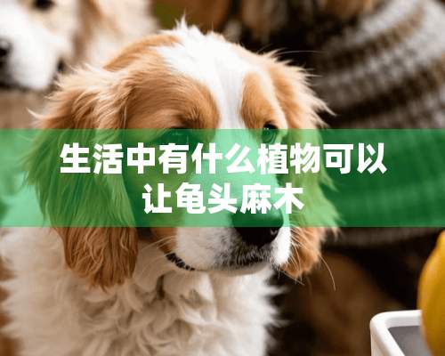 生活中有什么植物可以让**麻木