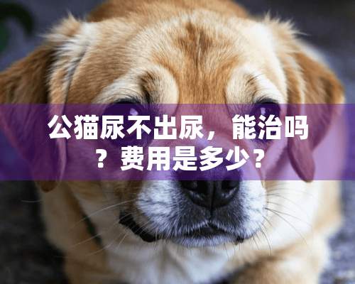 公猫尿不出尿，能治吗？费用是多少？