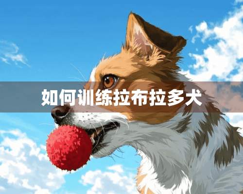 如何训练拉布拉多犬