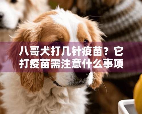 八哥犬打几针疫苗？它打疫苗需注意什么事项？