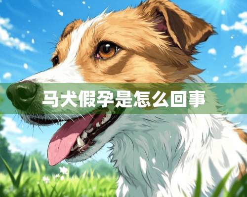 马犬假孕是怎么回事