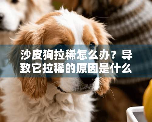 沙皮狗拉稀怎么办？导致它拉稀的原因是什么？