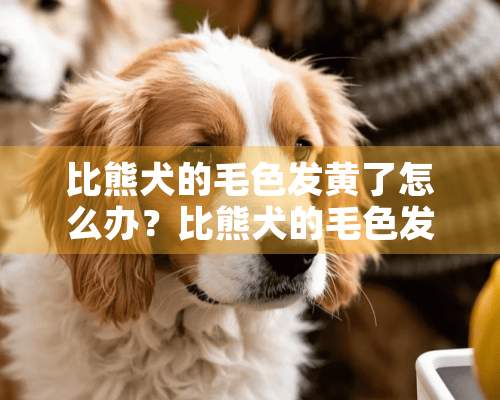 比熊犬的毛色发黄了怎么办？比熊犬的毛色发黄怎么洗？