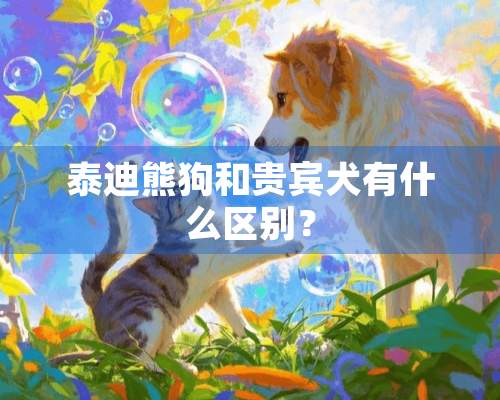 泰迪熊狗和贵宾犬有什么区别？