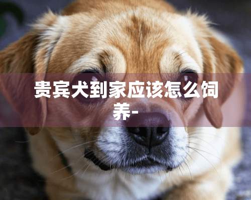 贵宾犬到家应该怎么饲养-