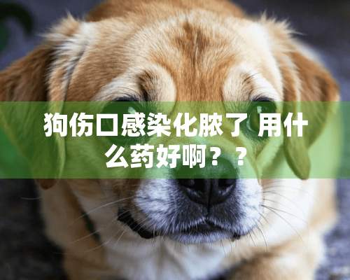 狗伤口感染化脓了 用什么药好啊？？