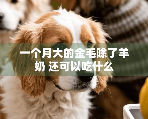 一个月大的金毛除了羊奶 还可以吃什么