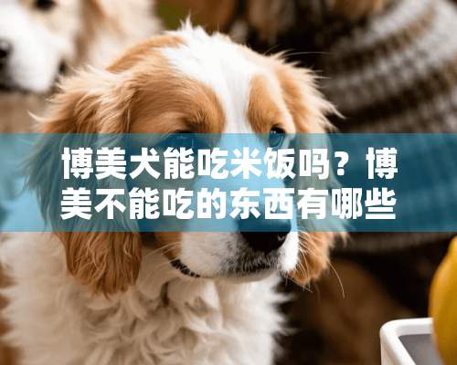 博美犬能吃米饭吗？博美不能吃的东西有哪些？