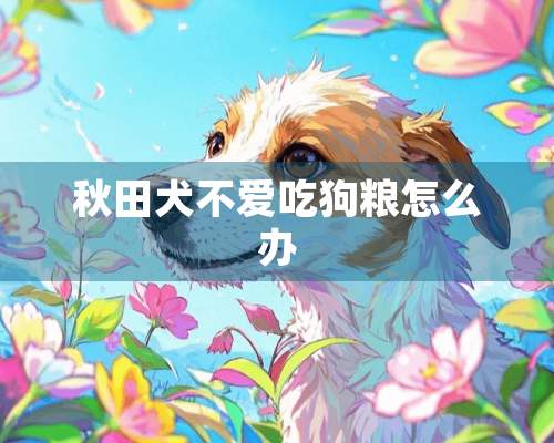 秋田犬不爱吃狗粮怎么办