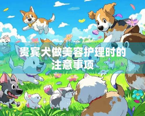 贵宾犬做美容护理时的注意事项