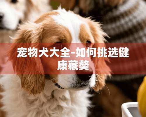 宠物犬大全-如何挑选健康藏獒