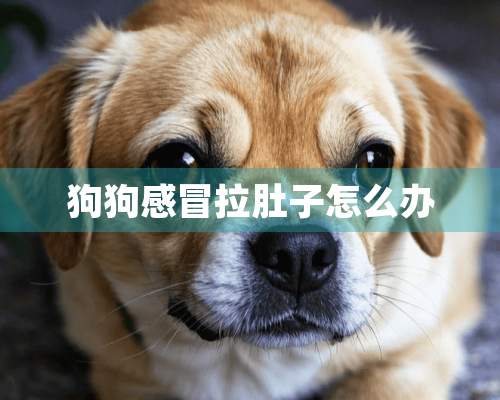 狗狗感冒拉肚子怎么办