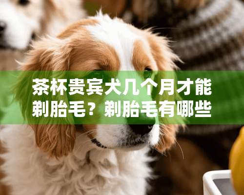 茶杯贵宾犬几个月才能剃胎毛？剃胎毛有哪些好处？