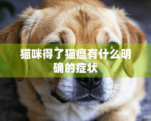 猫咪得了猫瘟有什么明确的症状