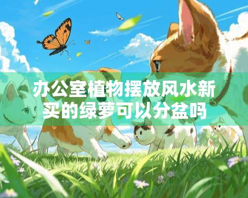 办公室植物摆放风水新买的绿萝可以分盆吗