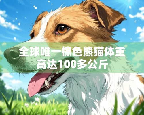 全球唯一棕色熊猫体重高达100多公斤