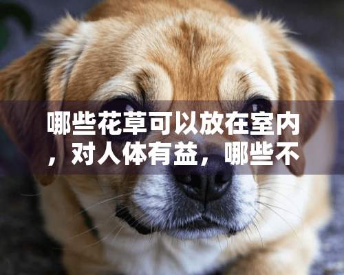 哪些花草可以放在室内，对人体有益，哪些不可以？