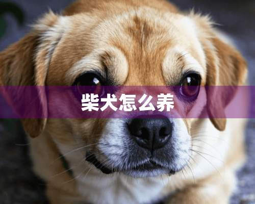 柴犬怎么养