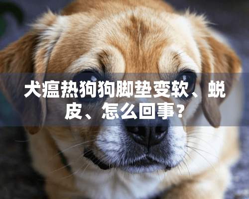 犬瘟热狗狗脚垫变软、蜕皮、怎么回事？