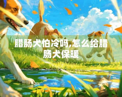 腊肠犬怕冷吗,怎么给腊肠犬保暖