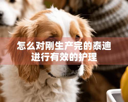 怎么对刚生产完的泰迪进行有效的护理