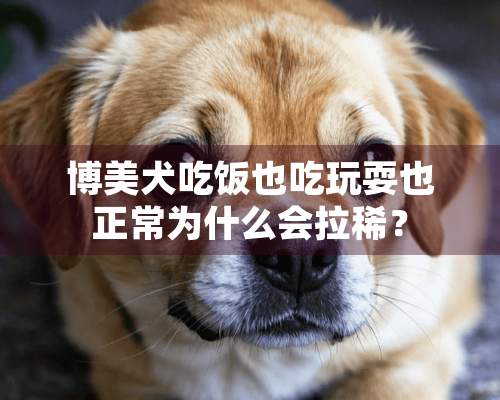 博美犬吃饭也吃玩耍也正常为什么会拉稀？