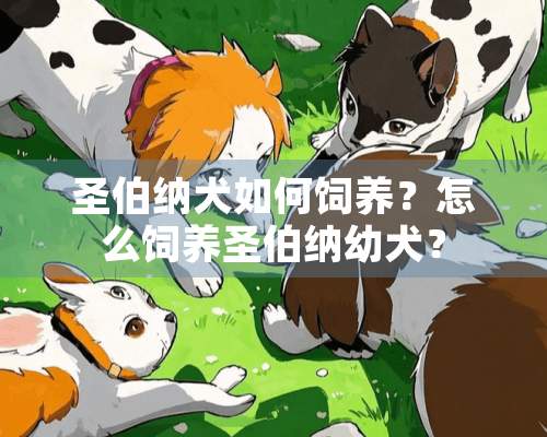 圣伯纳犬如何饲养？怎么饲养圣伯纳幼犬？