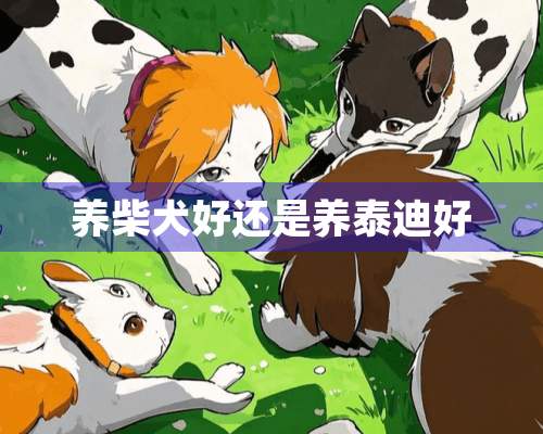 养柴犬好还是养泰迪好