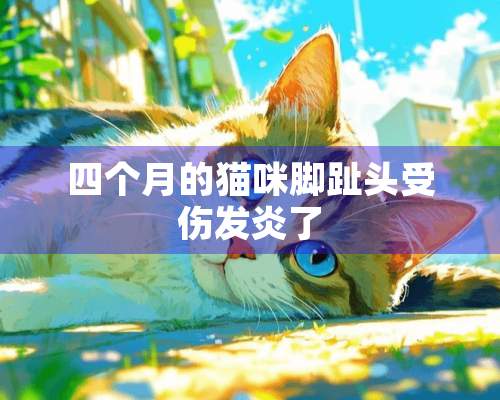 四个月的猫咪脚趾头受伤发炎了