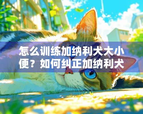 怎么训练加纳利犬大小便？如何纠正加纳利犬吃粪便的习惯