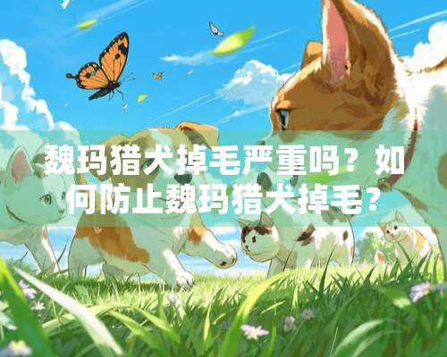 魏玛猎犬掉毛严重吗？如何防止魏玛猎犬掉毛？