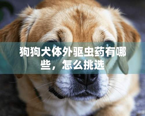 狗狗犬体外驱虫药有哪些，怎么挑选