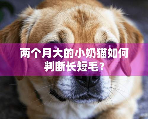 两个月大的小奶猫如何判断长短毛？