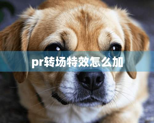 pr转场特效怎么加