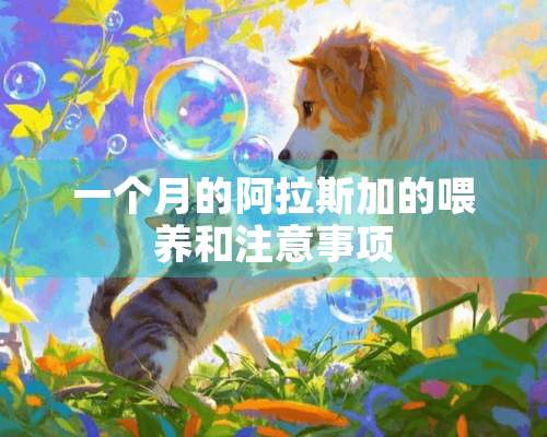 一个月的阿拉斯加的喂养和注意事项