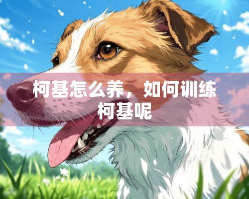 柯基怎么养，如何训练柯基呢