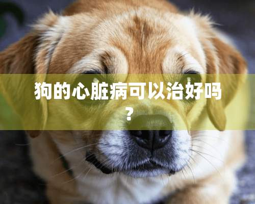 狗的心脏病可以治好吗？