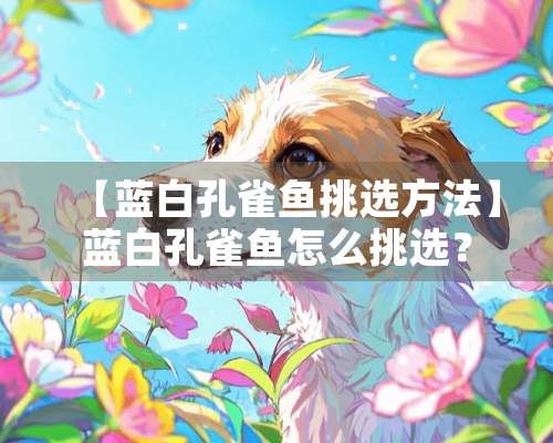 【蓝白孔雀鱼挑选方法】蓝白孔雀鱼怎么挑选？