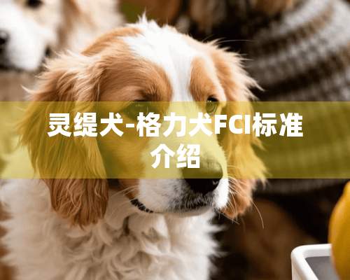 灵缇犬-格力犬FCI标准介绍