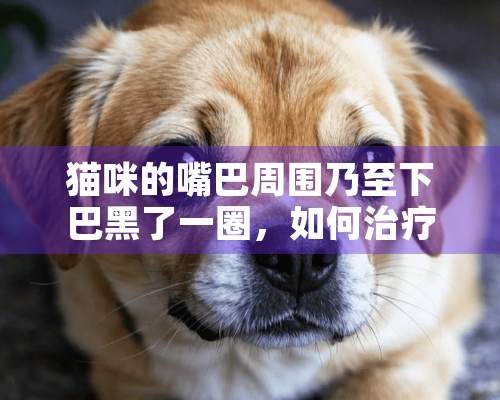 猫咪的嘴巴周围乃至下巴黑了一圈，如何治疗？