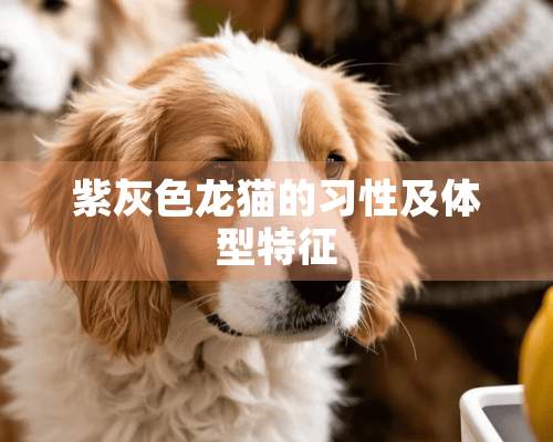 紫灰色龙猫的习性及体型特征