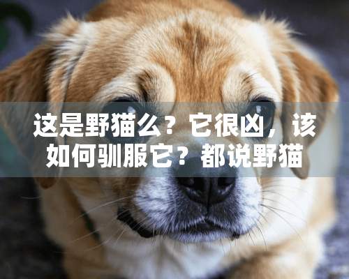 这是野猫么？它很凶，该如何驯服它？都说野猫养不活，是真的么？