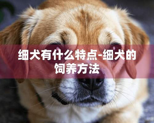 细犬有什么特点-细犬的饲养方法