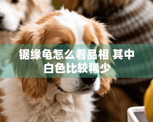 锯缘龟怎么看品相 其中白色比较稀少