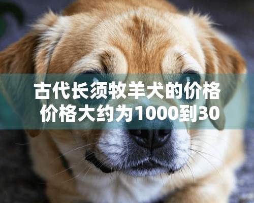 古代长须牧羊犬的价格 价格大约为1000到3000元