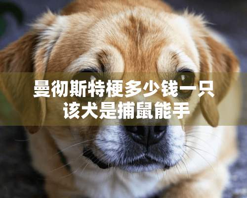 曼彻斯特梗多少钱一只 该犬是捕鼠能手